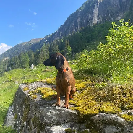 Daire Hasenauer Hollersbach im Pinzgau